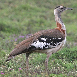 Neotis denhami (Denham's bustard, Stanley's bustard)
