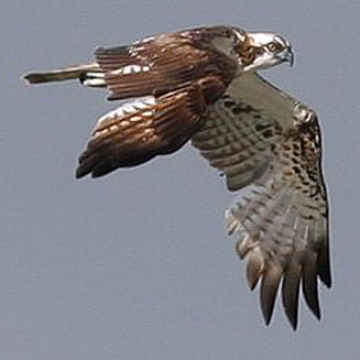 Pandion haliaetus (Osprey) 