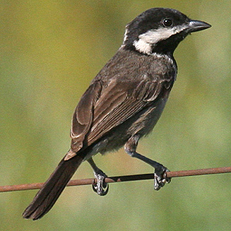 Parus afer (Grey tit, Southern grey tit)