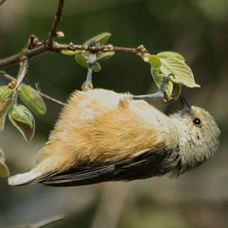 Anthoscopus caroli (Grey penduline-tit)