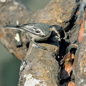 Parus griseiventris (Miombo tit, Northern grey tit)