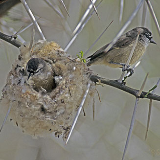 Anthoscopus minutus (Cape penduline-tit)