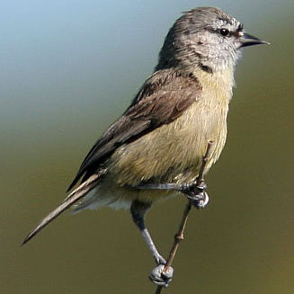 Anthoscopus minutus (Cape penduline-tit)