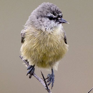 Anthoscopus minutus (Cape penduline-tit)