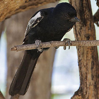 Parus carpi (Carp's tit, Carp's black tit) 