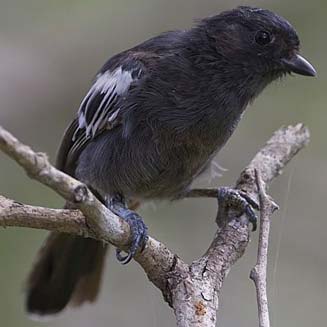 Parus niger (Southern black tit)