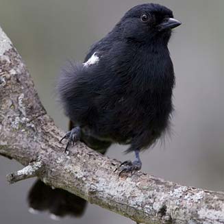 Parus niger (Southern black tit)
