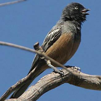 Parus rufiventris (Rufous-bellied tit)