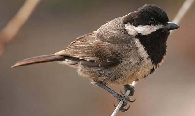 Parus afer (Grey tit, Southern grey tit) 