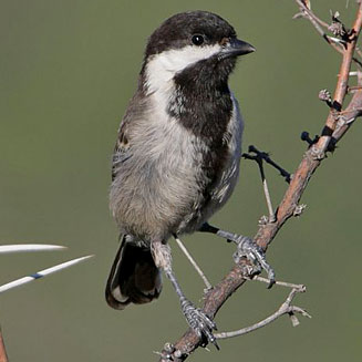 Parus afer (Grey tit, Southern grey tit)