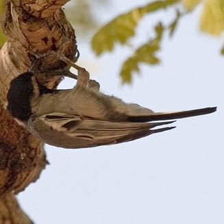 Parus griseiventris (Miombo tit, Northern grey tit) 