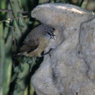 Anthoscopus minutus (Cape penduline-tit)