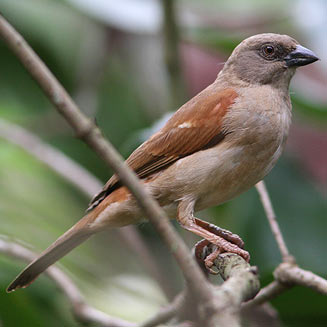 Passer griseus (Northern grey-headed Sparrow)