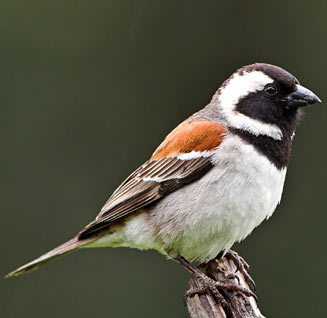 Passer melanurus (Cape Sparrow)