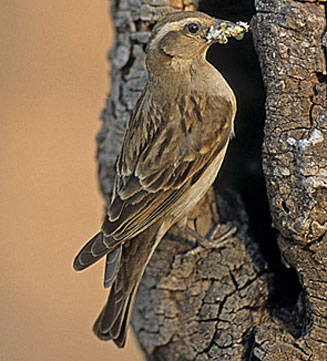 Petronia superciliaris (Yellow-throated petronia, Yellow-throated sparrow)