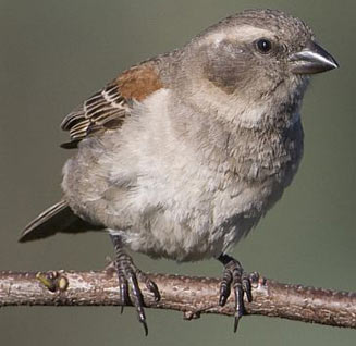 Passer melanurus (Cape Sparrow)