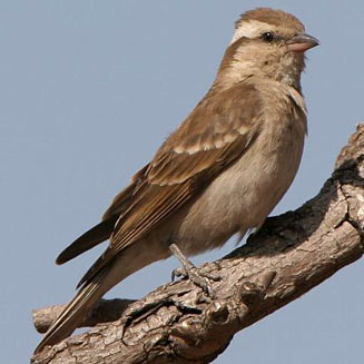 Petronia superciliaris (Yellow-throated petronia, Yellow-throated sparrow) 