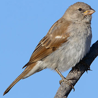 Passer diffusus (Southern grey-headed sparrow)