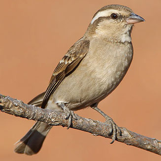 Petronia superciliaris (Yellow-throated petronia, Yellow-throated sparrow) 