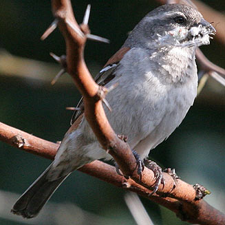 Passer melanurus (Cape Sparrow)