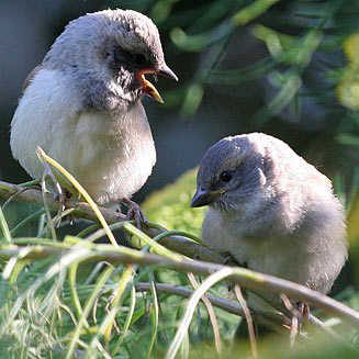 Passer melanurus (Cape Sparrow)
