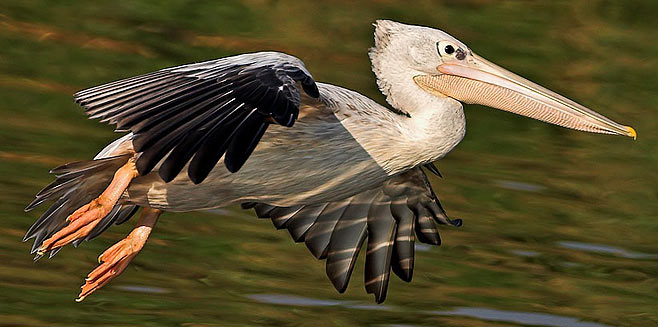 Pelecanus rufescens (Pink-backed pelican) 