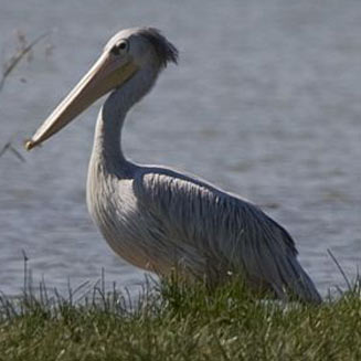 Pelecanus rufescens (Pink-backed pelican) 