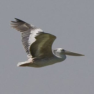 Pelecanus rufescens (Pink-backed pelican) 