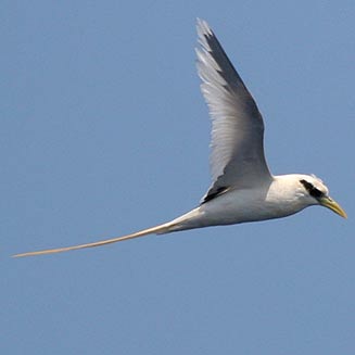 Phaethon lepturus (White-tailed tropicbird)