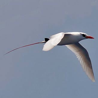 Phaethon rubricauda (Red-tailed tropicbird) 