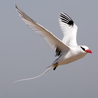 Phaethon aethereus (Red-billed tropicbird) 
