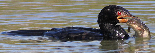 Phalacrocorax africanus (Reed cormorant)