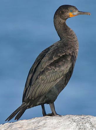 Phalacrocorax capensis (Cape cormorant)