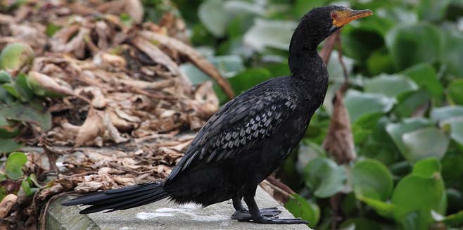 Phalacrocorax africanus (Reed cormorant)
