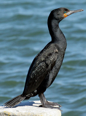 Phalacrocorax capensis (Cape cormorant)