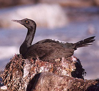 Phalacrocorax neglectus (Bank cormorant)