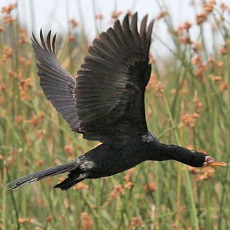 Phalacrocorax africanus (Reed cormorant)