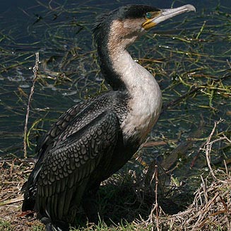 Phalacrocorax carbo (Whitebreasted cormorant)