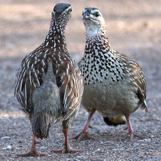 Dendroperdix sephaena (Crested francolin)