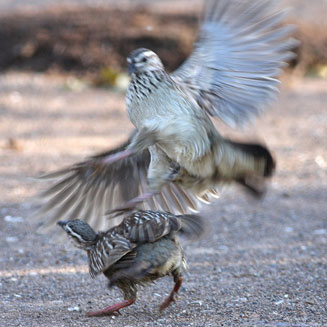 Dendroperdix sephaena (Crested francolin)