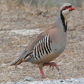 Alectoris chukar (Chukar partridge) 
