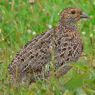 Scleroptila africanus (Grey-winged francolin) 