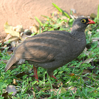 Pternistis adspersus (Red-billed spurfowl, Red-billed francolin) 