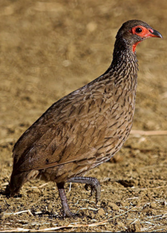 Pternistis swainsonii (Swainson's spurfowl, Swainson's francolin)