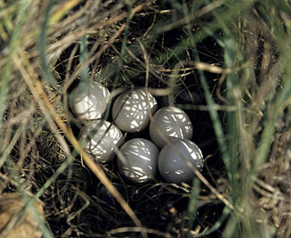 Peliperdix coqui (Coqui francolin) 