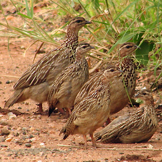 Dendroperdix sephaena (Crested francolin) 
