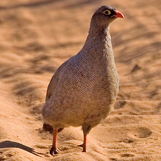 Pternistis adspersus (Red-billed spurfowl, Red-billed francolin) 