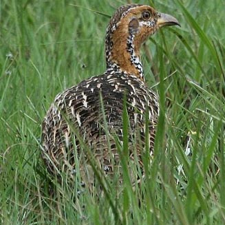 Scleroptila levaillantii (Red-winged francolin) 