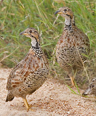 Scleroptila shelleyi (Shelley's francolin) 