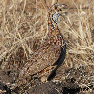 Scleroptila levaillantoides (Orange River francolin)